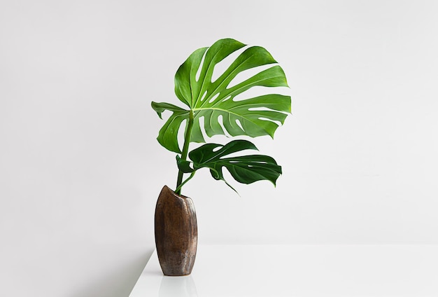 Beautiful leaves of Monstera deliciosa or Swiss cheese plant in a brown vase on a light background