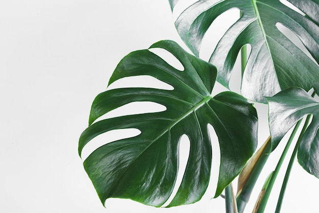 Beautiful leaves of Monstera deliciosa or Swiss cheese plant closeup on the light background