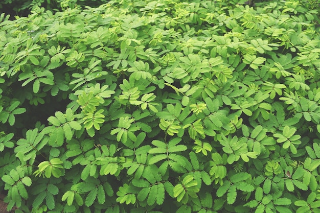 Beautiful, leaves, nature, Background