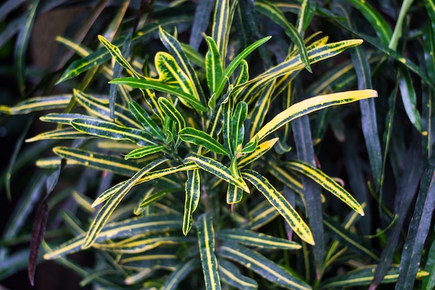 Фото Красивые листья домашнего растения кротона codiaeum variegatum растение с полосатыми листьями