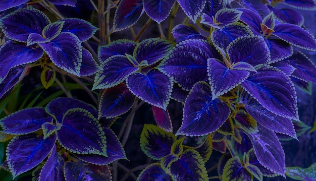 Photo beautiful leaves of rex begonia plant, a colorful houseplant, very peri color