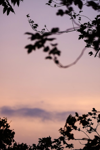 美しい葉のシルエットと夕焼け空