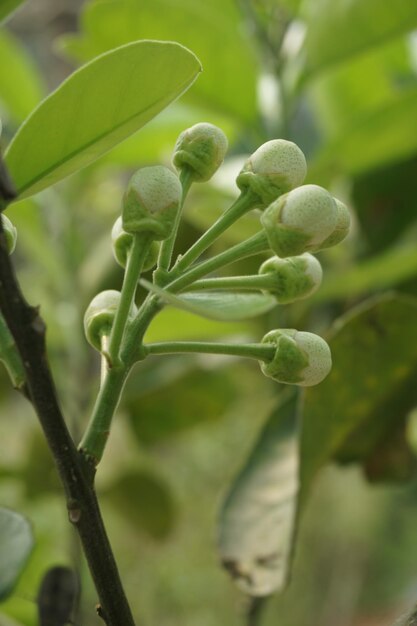 Foto bellissimo fiore di limone