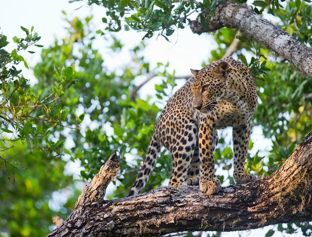 Beautiful leopard relaxing on a branch