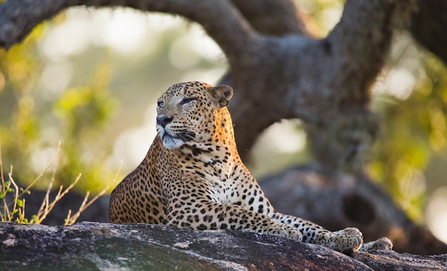 Beautiful leopard relaxing on a large stone