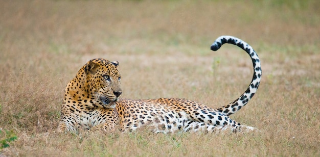 Beautiful leopard relaxing in nature