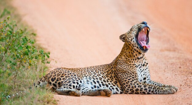 Beautiful leopard relaxing in nature