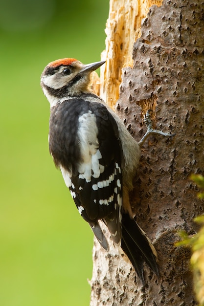 Beautiful lesser spotted woodpecker climbing tree in summer