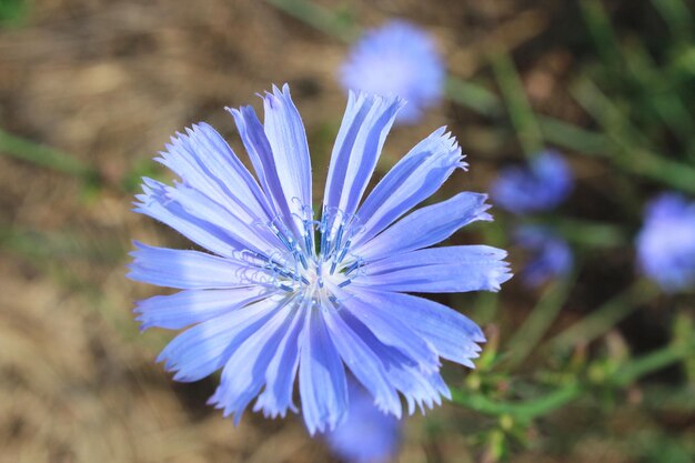 Photo beautiful light blue flower of cichorium in the field