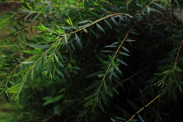 Beautiful light and dark green  leaves background