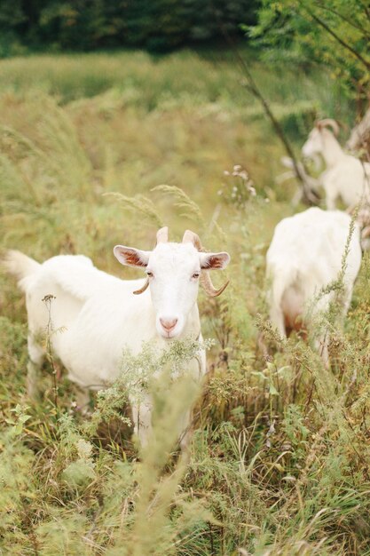 Beautiful light goats walk in the wild on the lawn They eat grass