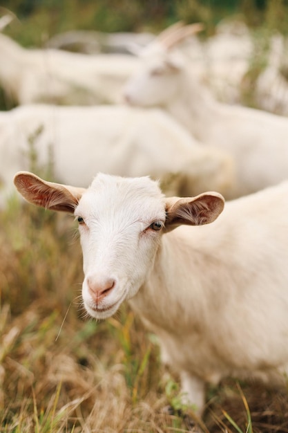 Beautiful light goats walk in the wild on the lawn They eat grass