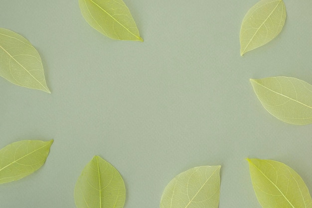 Beautiful light green lettuce background with dried green leaves and their skeletons around the edges in the shape of an oval frame