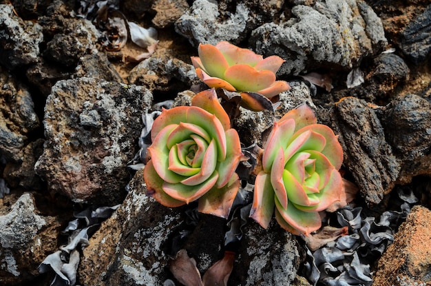 Beautiful Light Orange Succulent Flower