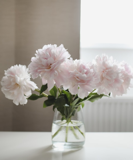 Beautiful light pink fresh cut bouquet of pink peonies in a glass vase on white table by a window