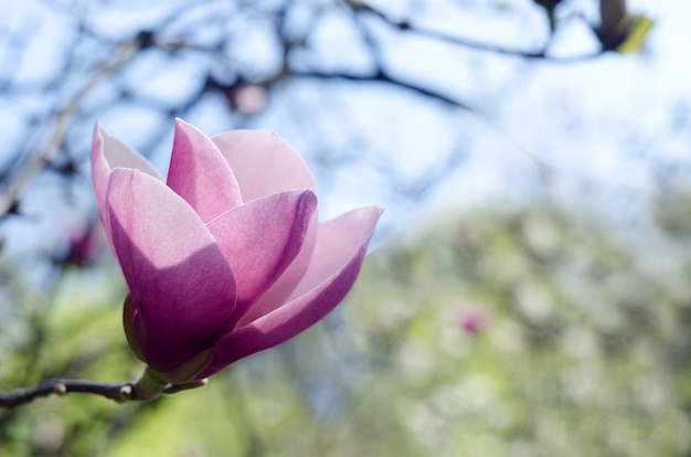 春には美しい淡いピンクのモクレンが咲きます。夕日の光に対してマグノリアの花。