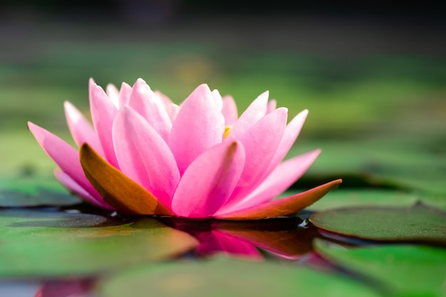 Красивая светло-розовая водяная лилия