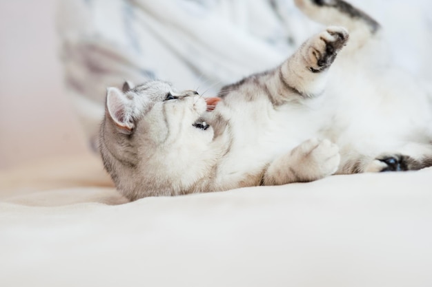 Beautiful light pussy of the Scottish breed