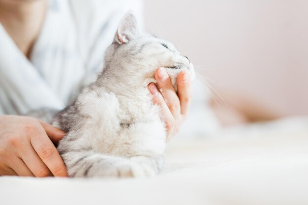 Beautiful light pussy of the Scottish breed