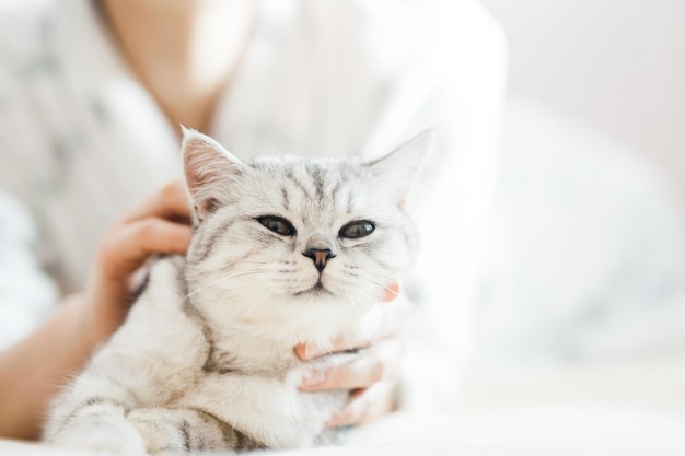 Beautiful light pussy of the Scottish breed