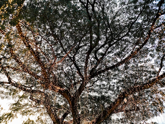 Beautiful Lighting on the branches of trees.