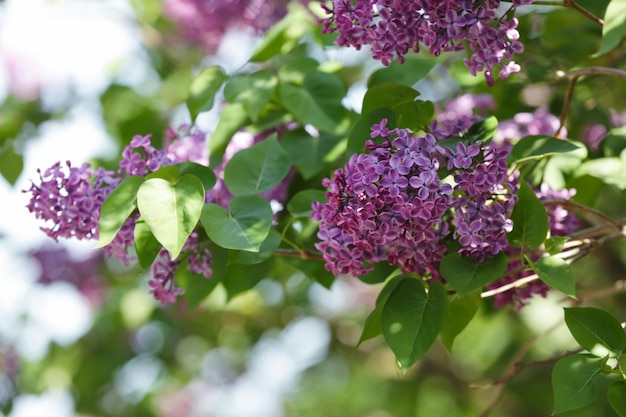 自然な背景をぼかした写真に美しいライラックの花