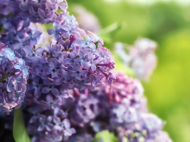 Beautiful lilac blooming time in spring