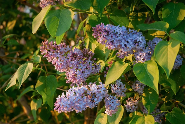 Beautiful Lilac blossoming branches Selective focus