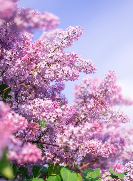 Beautiful lilac branch against the sky