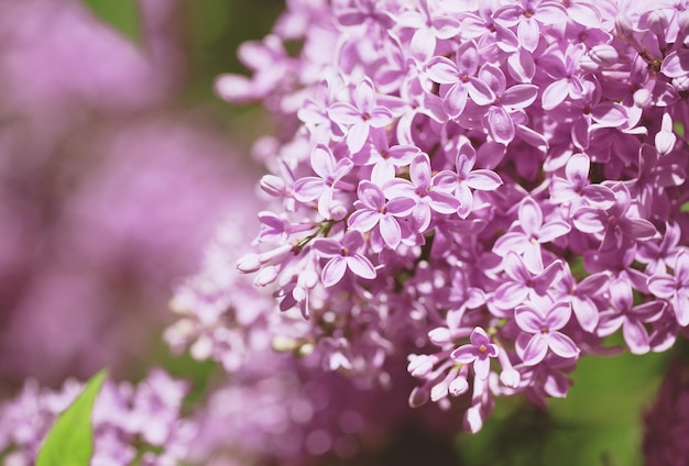 Beautiful lilac bushes with a soft background