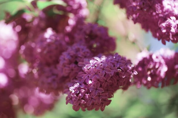 Beautiful lilac bushes with a soft background.