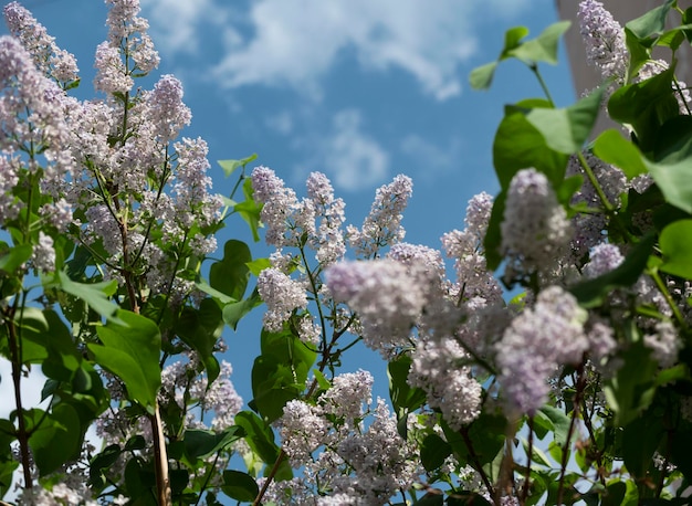 青空の背景に美しいライラックの花