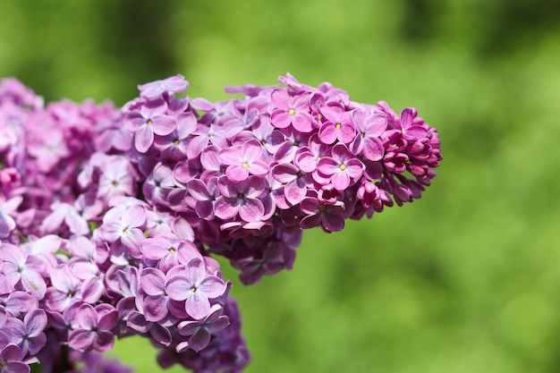 Beautiful lilac flowers against greenery background Spring season nature details Selective focus