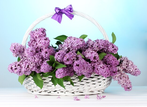 Beautiful lilac flowers in basket on blue