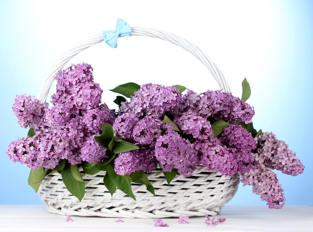 Beautiful lilac flowers in basket on blue