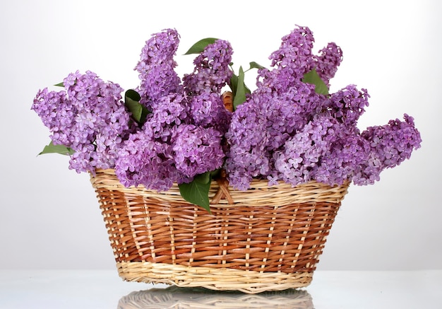 Beautiful lilac flowers in basket isolated on white