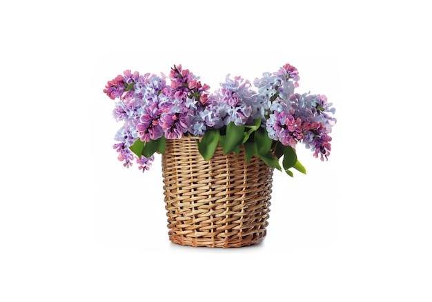 beautiful lilac flowers in basket isolated on white