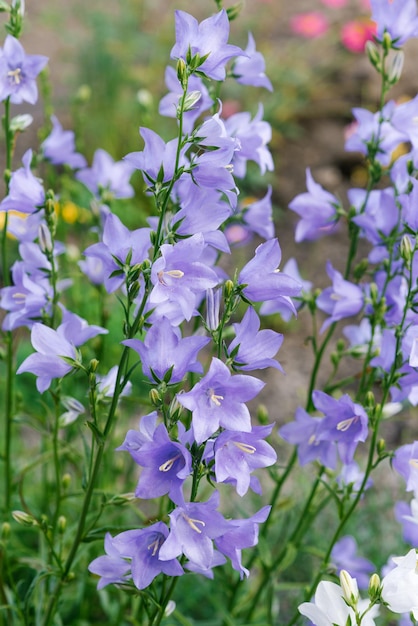 Foto bellissimi fiori lilla campanule nel giardino estivo