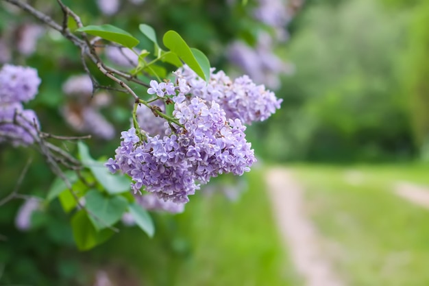 緑のぼやけた自然の背景に美しいライラック色の花の枝