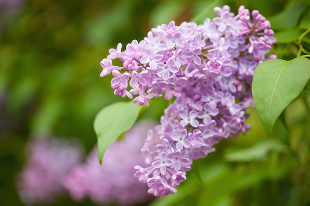 庭の美しいライラック色の花