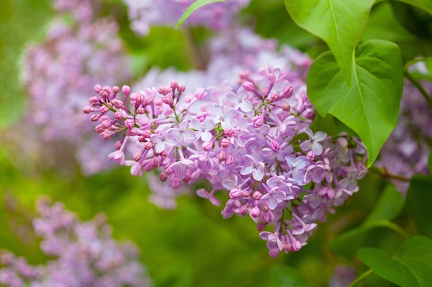 Beautiful lilac flowers in garden