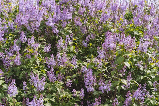 美しいライラックの花 茂みに紫のライラックの花