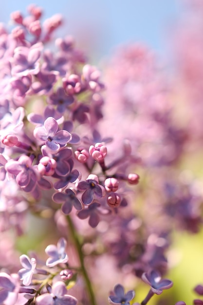 Beautiful lilac flowers Spring blossom Blooming lilac bush with tender tiny flower Purple lilac flower on the bush Summer time Background