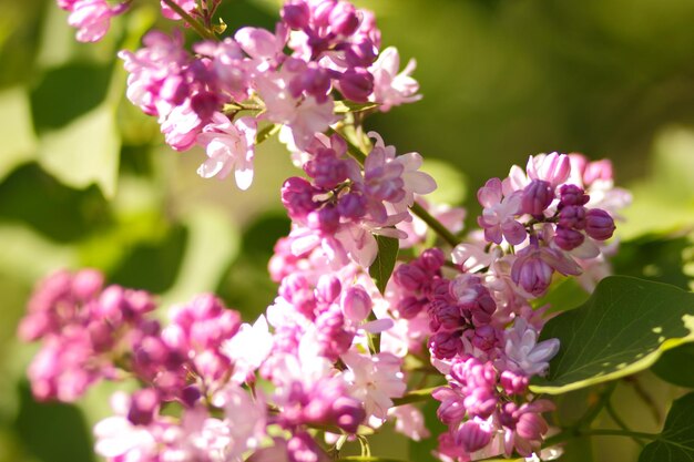 Beautiful lilac flowers. Spring blossom. Blooming lilac bush with tender tiny flower