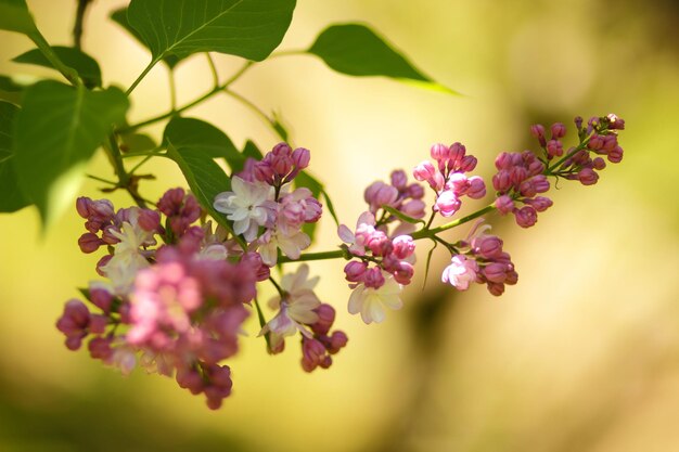 美しいライラックの花。春の花。柔らかい小さな花と咲くライラックの茂み