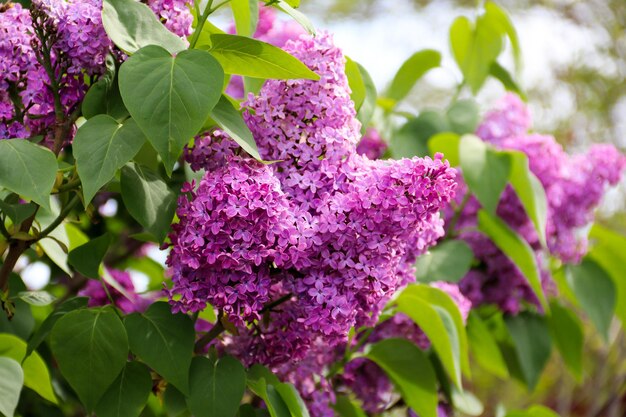 美しいライラックの花春の花やわらかい小さな花が咲くライラックの茂み