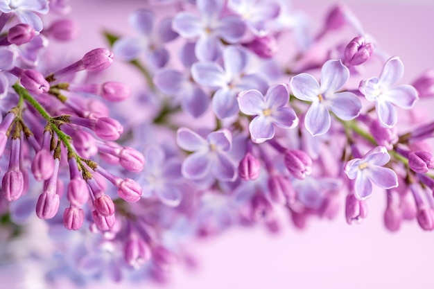 Beautiful lilac flowers Spring blossom