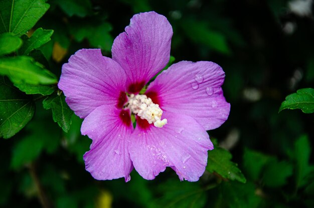 Beautiful lilac hibiscus flower in the garden on a summer day after rain.