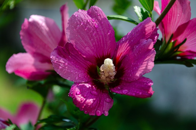 Beautiful lilac hibiscus flower in the garden on a summer day after rain.