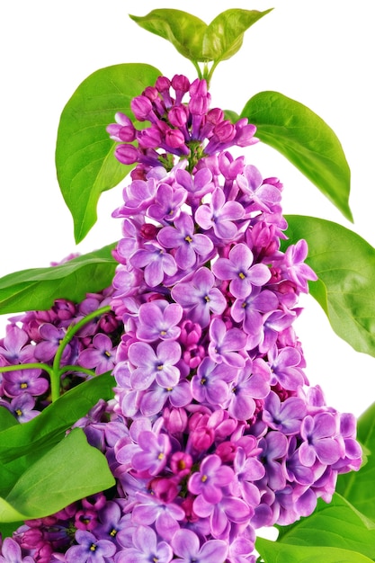 Beautiful   Lilac . Isolated over white .